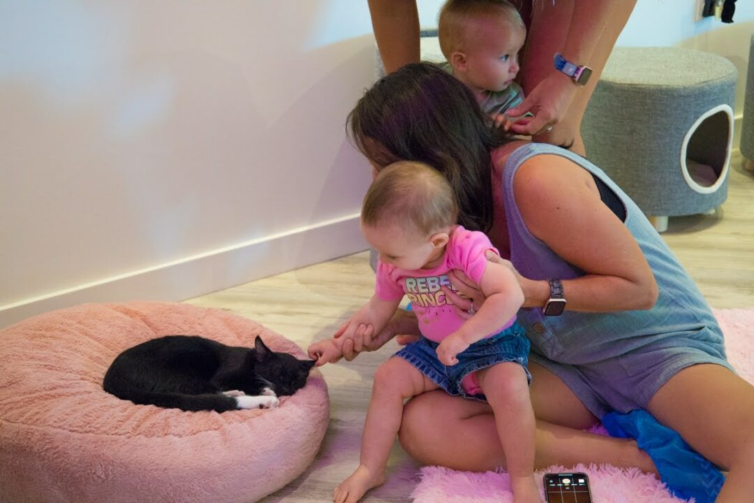 Baby pets kitten at Cat Café Maui