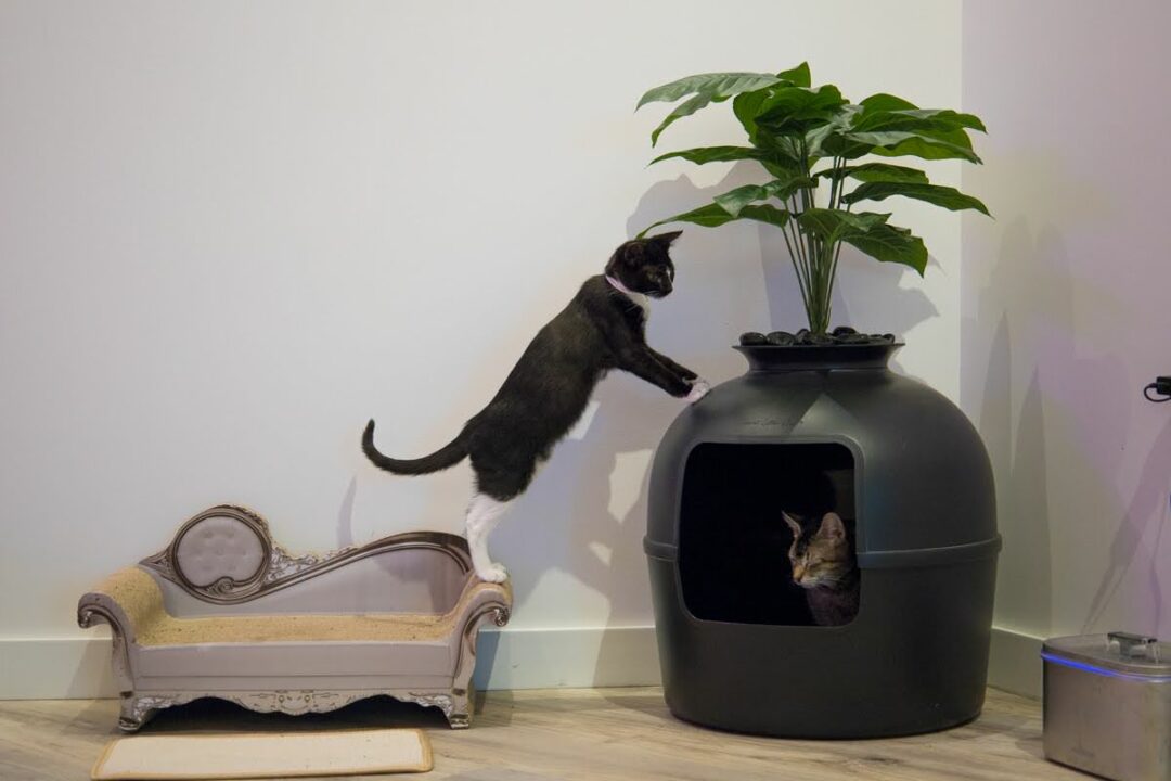 Playtime at Cat Café Maui