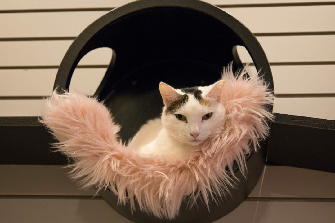 White cat in fluffy bed at Cat Café Maui