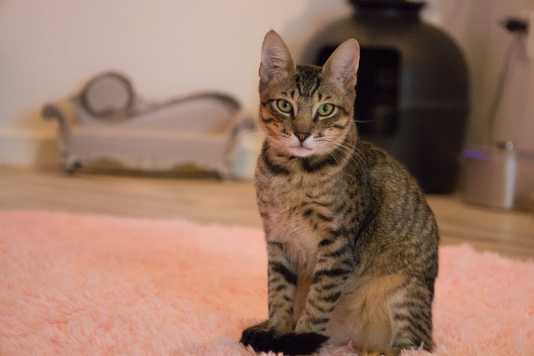 Striped cat at Cat Café Maui