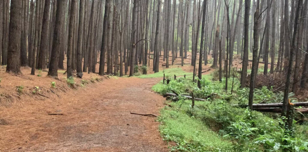 Waihou Spring rainy trail in Olinda, Maui