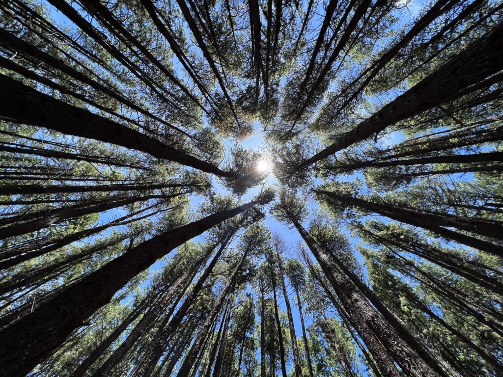 Looking up at pines on Waihou Spring Trail in Olinda, Maui