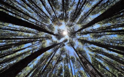 Waihou Spring Trail:  Peace Among the Pines