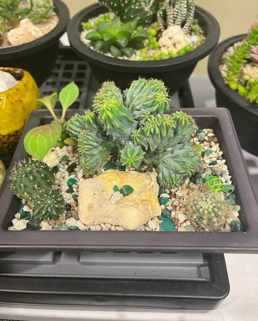 Succulents for sale at Maui Mompreneur shopping event