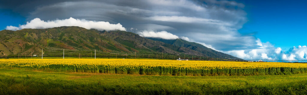 Maui sunflowers in full bloom.  Photo by Travis Morrin