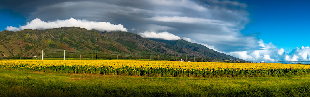 How Maui Sunflowers Go Beyond Beauty