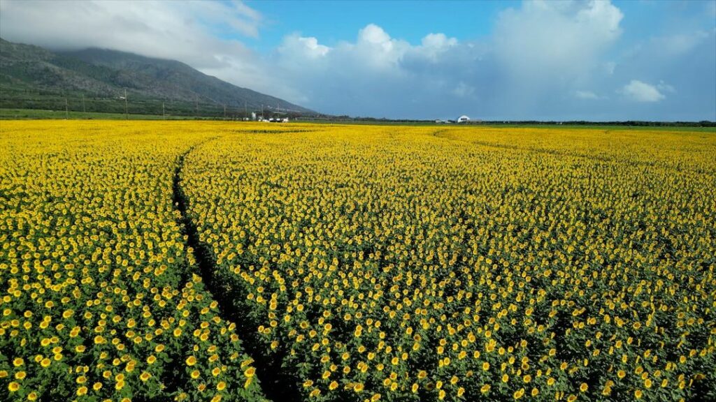 An expansive view from above of the Maui sunflower fields