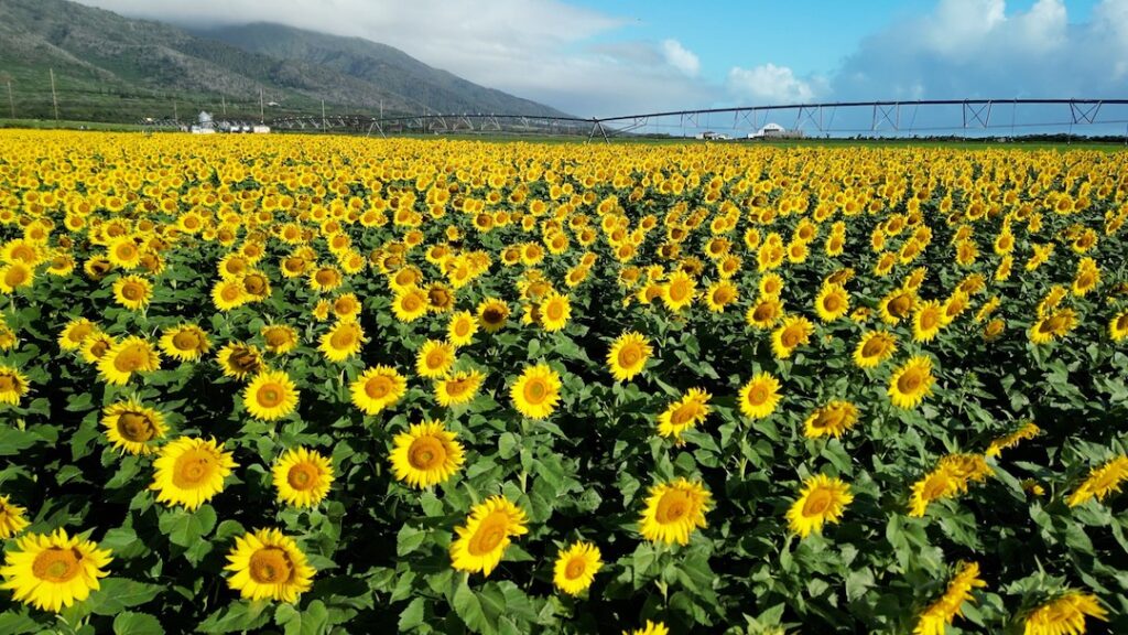 A closer look at the Maui sunflower field