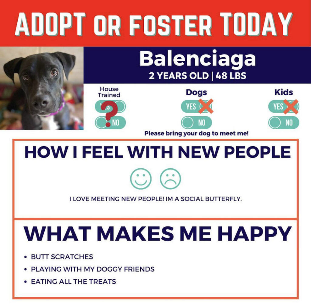 Adopt or Foster animal feature at Maui Humane Society