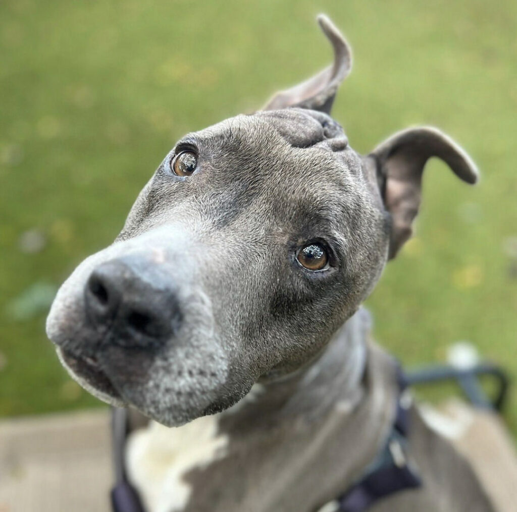 Dog at Maui Humane Society