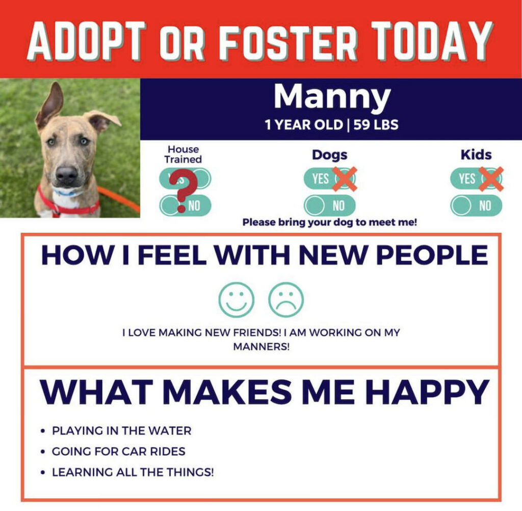 Adopt or Foster animal feature at Maui Humane Society