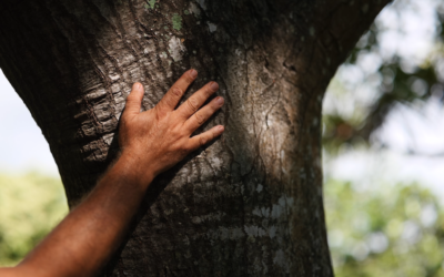 How “Healing Trees Maui” is Here to Help