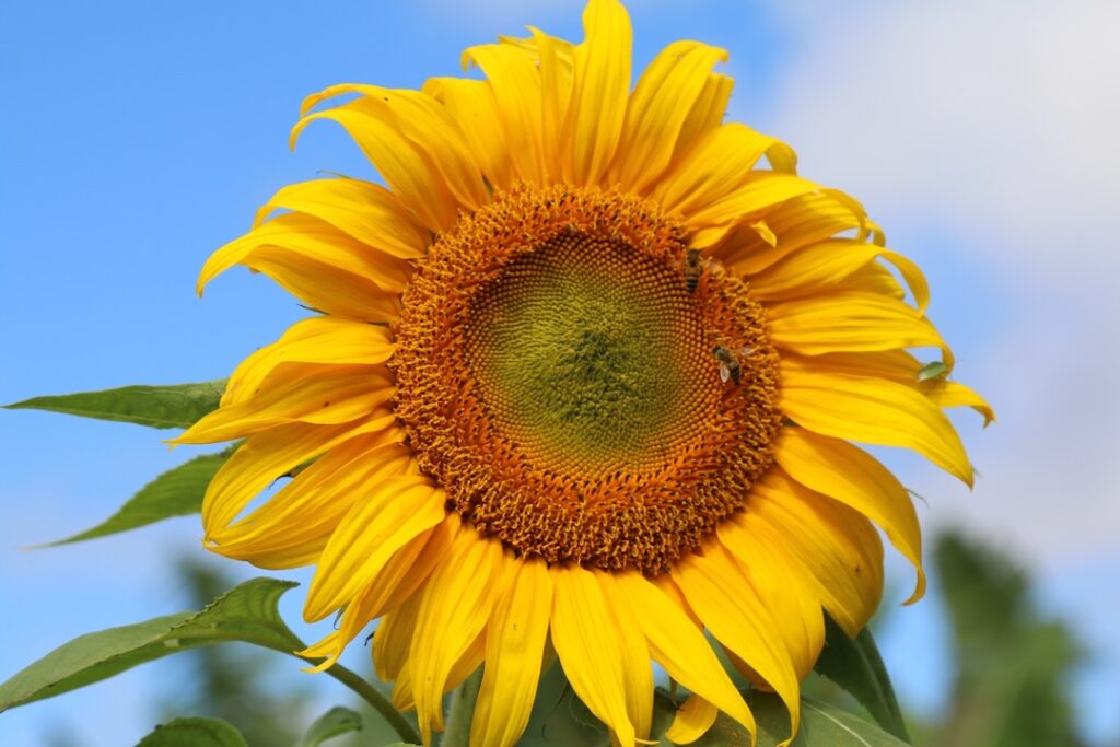 Maui Sunflower
