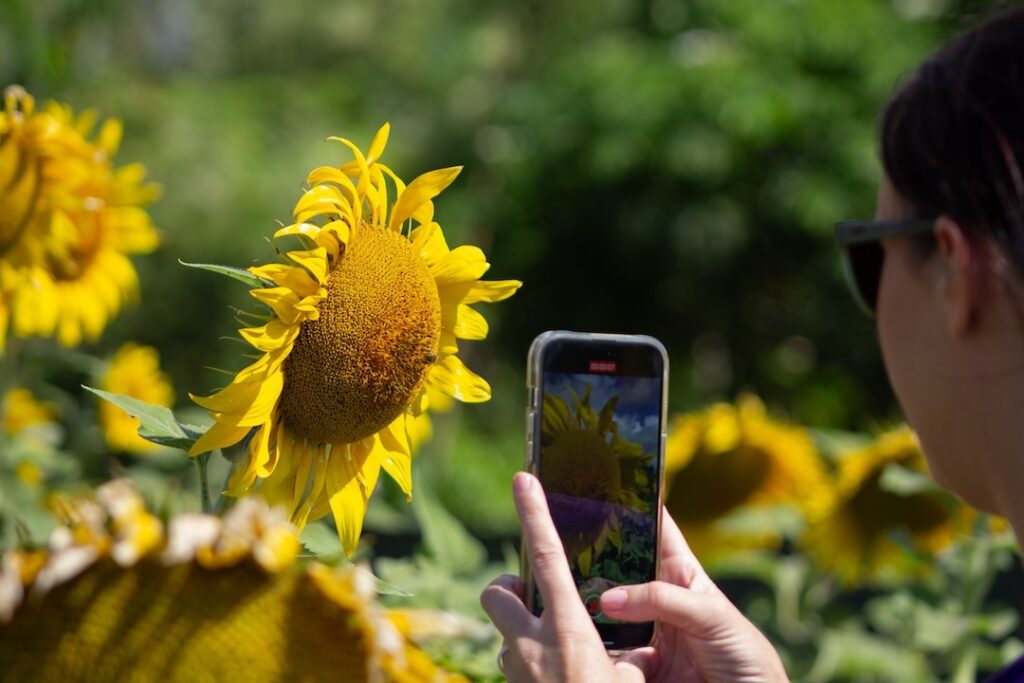 Sunflowers with iPhone