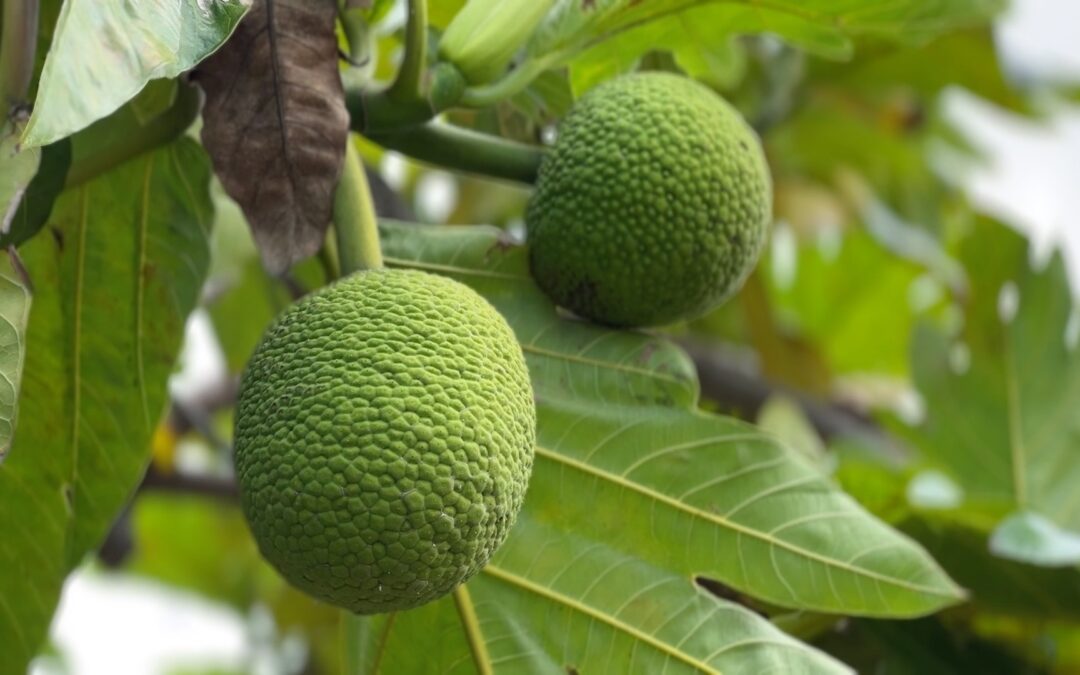 Celebrate Breadfruit as Lā ‘Ulu Returns