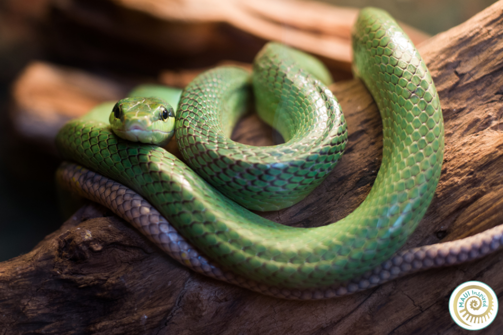 Green Snake Chinese New Year